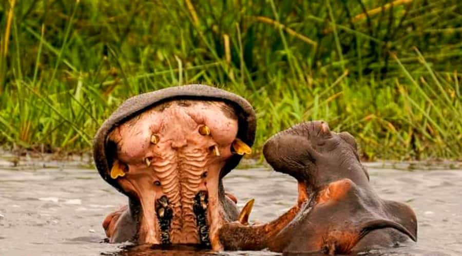 Schotia Safaris: Best Wildlife Encounters in Port Elizabeth - Four hours on Schotia’s private reserve