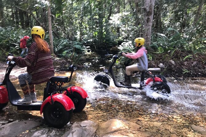 Scooter Tours through Tsitsikamma National Park - Yellowwoods, birds, baboons, and wildcats