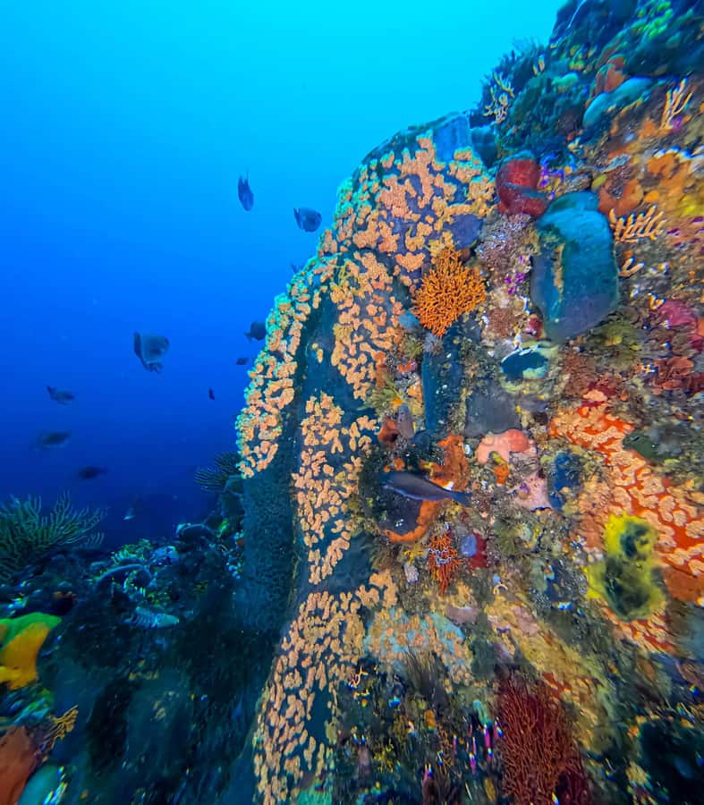 Scuba Dive in Cape Town: 2 Dives for certified divers - Key points to know before you book