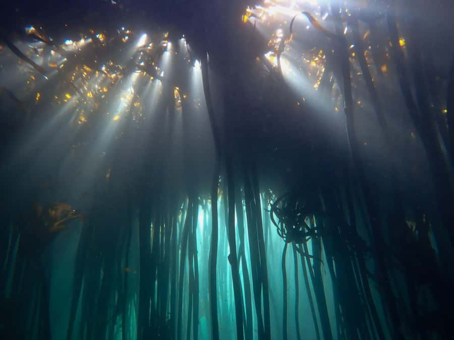 Scuba Dive in Cape Town: 2 Dives for certified divers - Why Cape Town’s kelp forests are worth your time