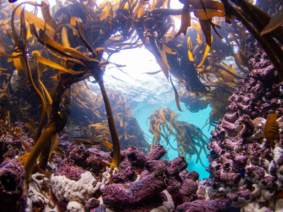 Scuba Dive in Cape Town: 2 Dives for certified divers - Returning to Simon’s Town