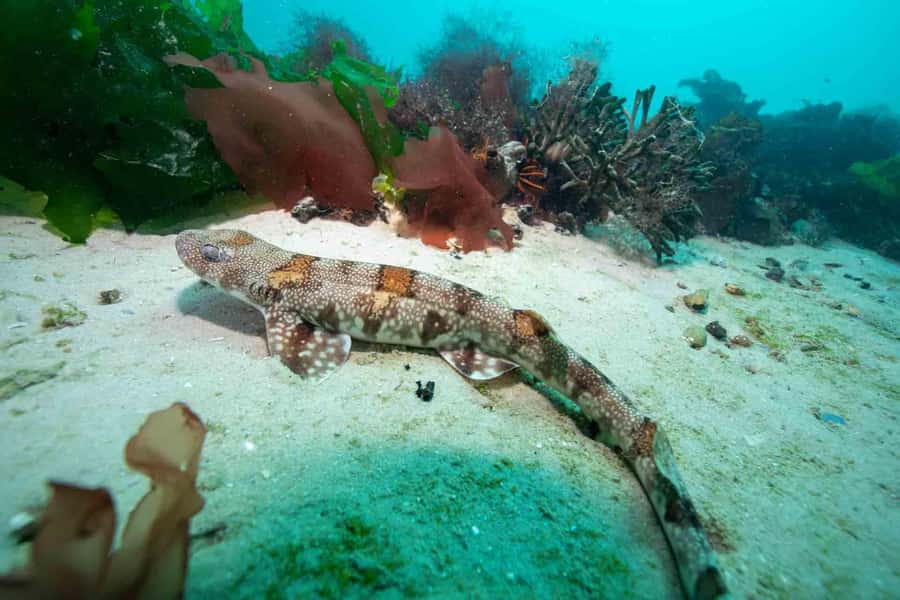 Scuba Dive in Cape Town: 2 Dives for certified divers - What the $205 price really covers