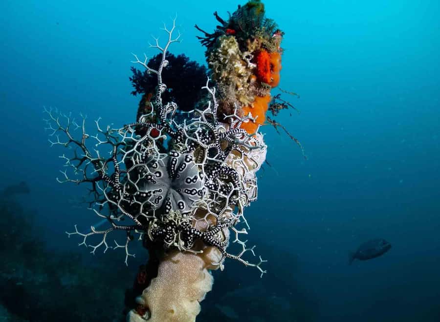 Scuba Dive in Cape Town: 2 Dives for certified divers - Who should book this experience