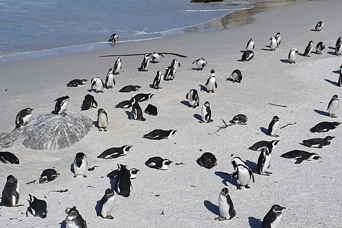 Seal Island,Cape of Good Hope&Penguins Shared Tour,From Cape Town - Bo-Kaap begins the day with color and difficult history