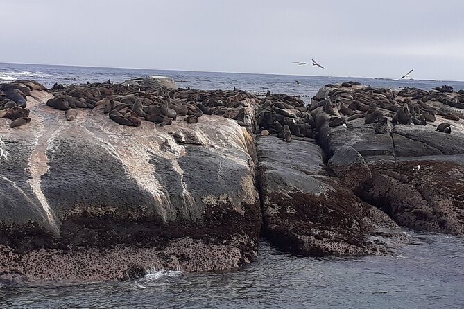 Seal Island,Cape of Good Hope&Penguins Shared Tour,From Cape Town - Noordhoek brings a slower coffee pause