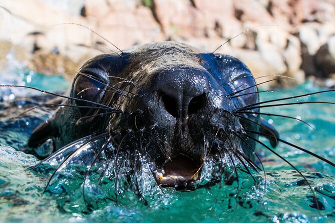 Seal Swimming Activity in Plettenberg Bay - Key points about the seal swim