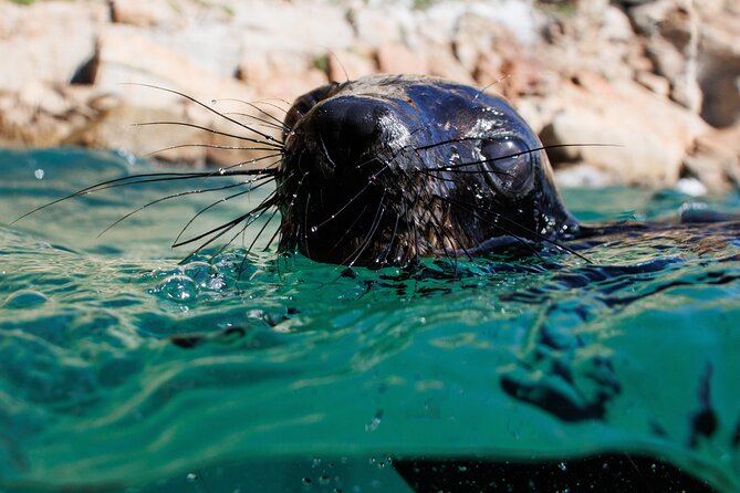 Seal Swimming Activity in Plettenberg Bay - Thirty minutes in the water with Cape Fur Seals