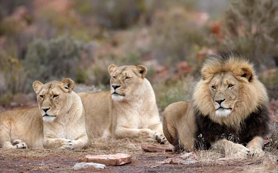 Self drive Aquila Safari Reserve Early Morning Game Drive - Key points to know before you go