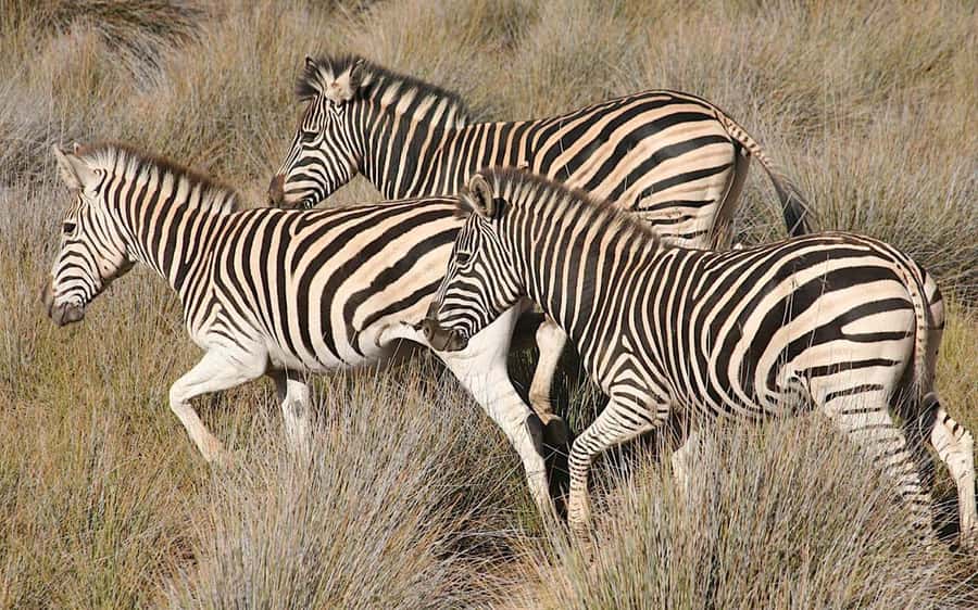 Self drive Aquila Safari Reserve Early Morning Game Drive - Why Aquila works as a Cape Town safari option