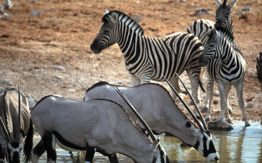 Self drive Aquila Safari Reserve Early Morning Game Drive - What happens on the open 4x4 truck