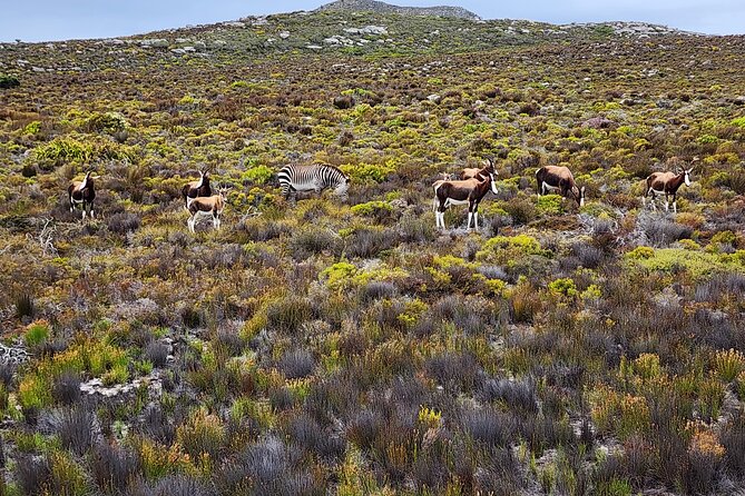 Shared Half Day Tour in Cape Peninsula with African Penguins - What this Cape Peninsula tour delivers in six hours