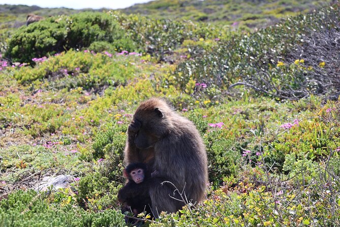 Shared Half Day Tour in Cape Peninsula with African Penguins - Cape of Good Hope: the peninsula’s famous marker