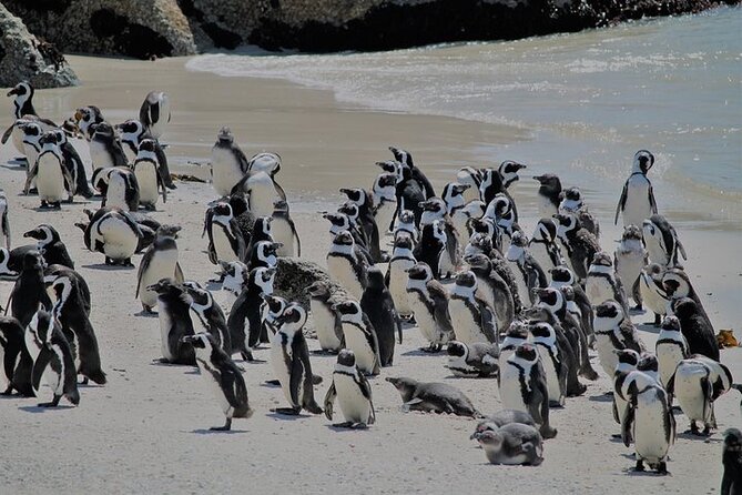 Shared Half Day Tour in Cape Peninsula with African Penguins - Maidens Cove and the first look at Cape Town’s coast