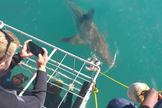 Shark Cage Diving - The main strengths and the fair drawbacks
