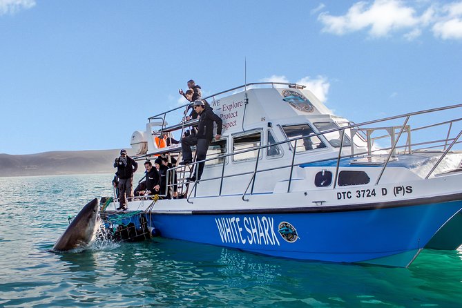 Shark Cage Diving - Adventure Meets Conservation! - Key details before you book