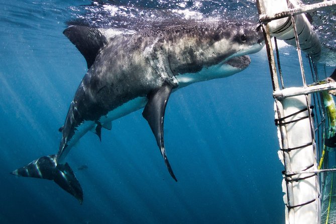 Shark Cage Diving - Adventure Meets Conservation! - Starting at 6:00 AM in Gansbaai