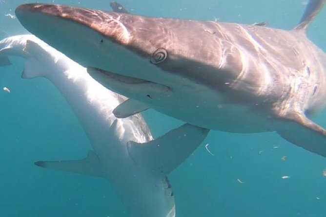 Shark Cage Diving - Adventure Meets Conservation! - Watching from the boat between cage sessions