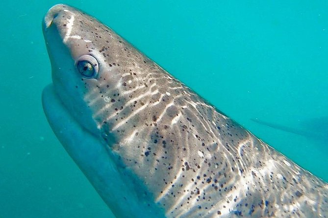 Shark Cage Diving - Adventure Meets Conservation! - What the $143.78 price really buys