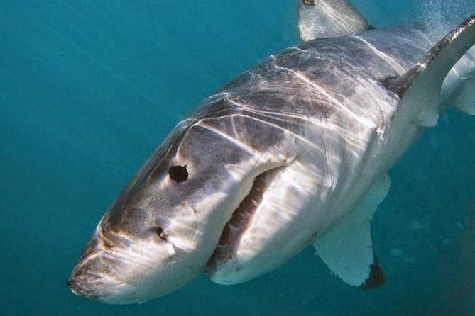 Shark Cage Diving - Adventure Meets Conservation! - The 20-minute ride to the shark site