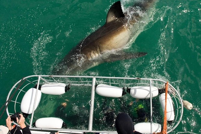 SHARK CAGE DIVING and VIEWING (Incl. transfers from Cape Town) - Breakfast, paperwork, and the safety briefing