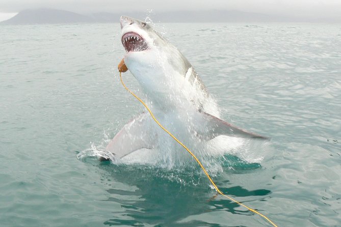 SHARK CAGE DIVING and VIEWING (Incl. transfers from Cape Town) - A 20-minute ride to Shark Alley