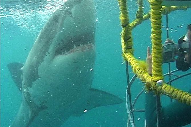 SHARK CAGE DIVING and VIEWING (Self Drive) - Key points to know before booking