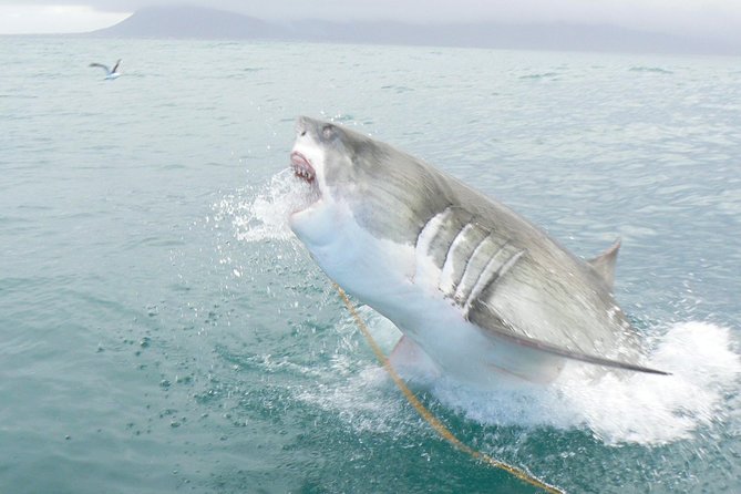 SHARK CAGE DIVING and VIEWING (Self Drive) - The safety briefing sets the tone