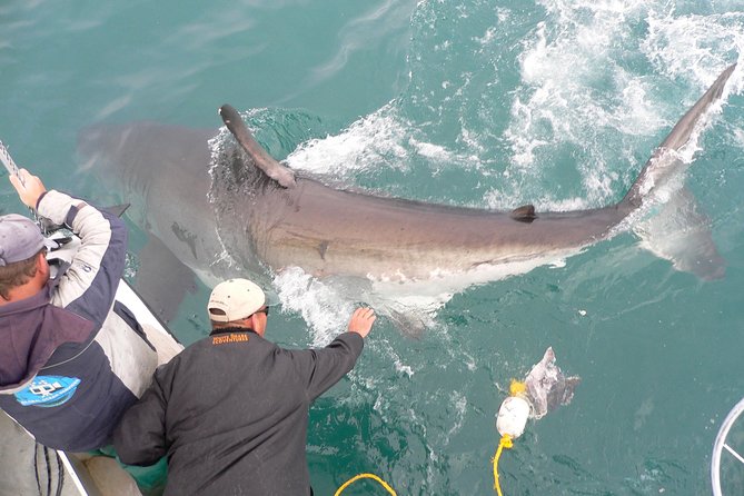 SHARK CAGE DIVING and VIEWING (Self Drive) - What the $131.60 price really includes
