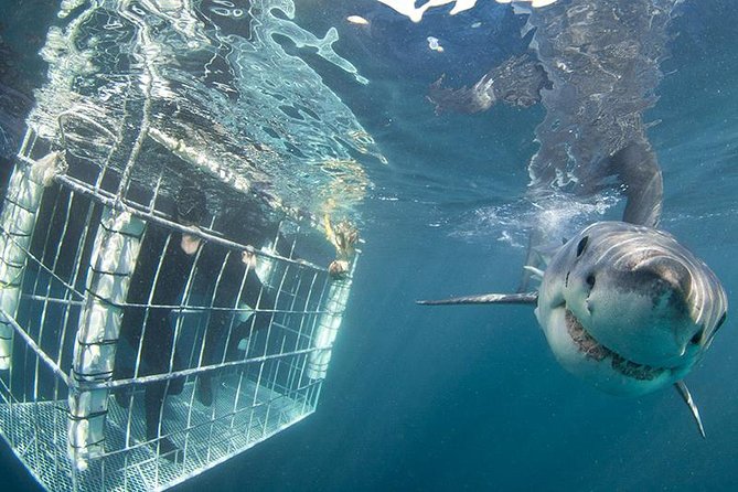 SHARK CAGE DIVING and VIEWING (Self Drive) - Who will enjoy this experience most