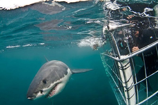SHARK CAGE DIVING and VIEWING (Self Drive) - A 20-minute ride to Shark Alley