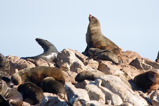 Shark Cage Diving and Viewing with transport from Cape Town - Key points to know before you book