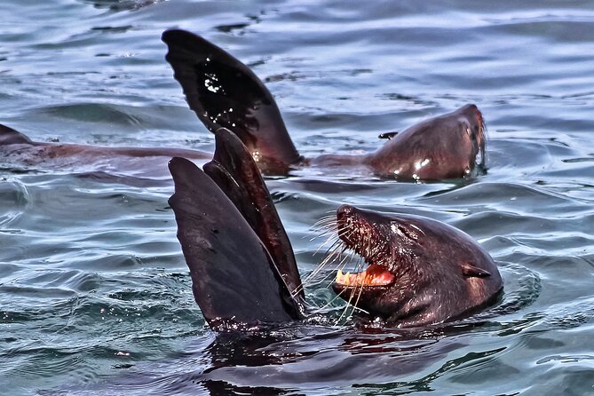 Shark Cage Diving and Viewing with transport from Cape Town - From Cape Town to Gansbaai before sunrise