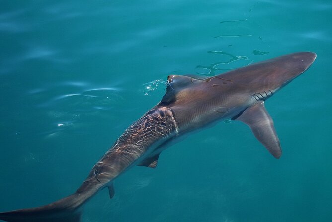 Shark Cage Diving and Viewing with transport from Cape Town - What the cage encounter actually feels like