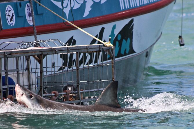 Shark Cage Diving and Viewing with transport from Cape Town - Sharks, rays, and seals are all part of the day