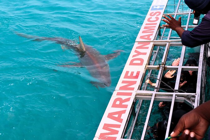 Shark Cage Diving and Viewing with transport from Cape Town - The boat ride toward Dyer Island