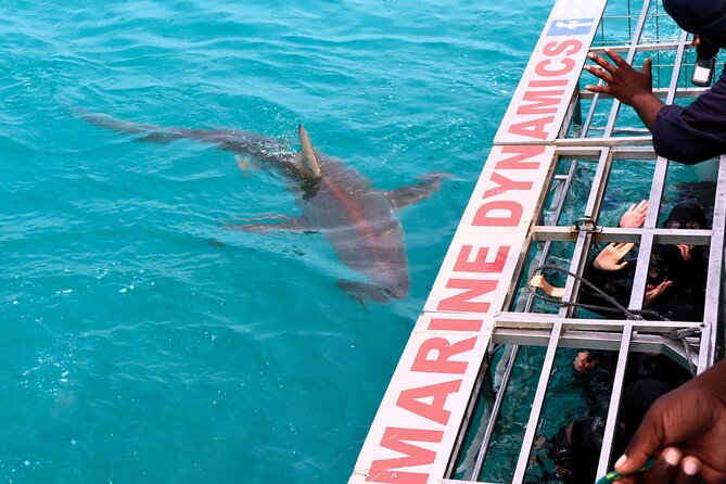 Shark Cage Diving and Viewing with transport from Hermanus - Soup, bread rolls, and a warm finish