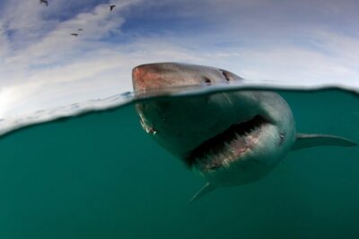 Shark Cage Diving Cape Town