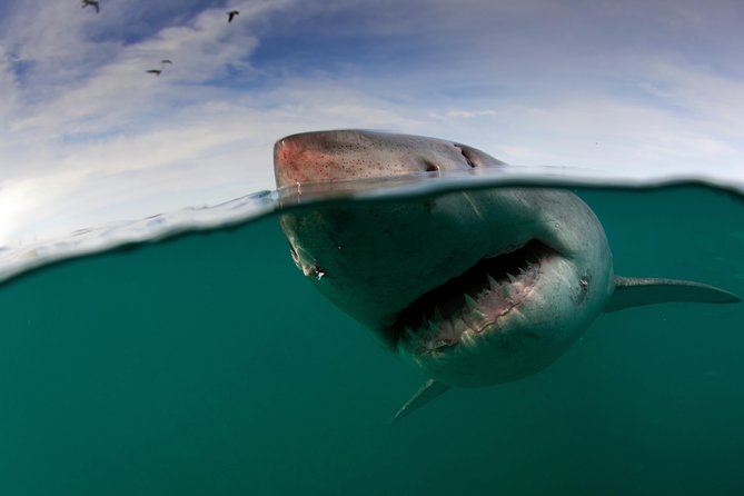 Shark Cage Diving Cape Town - Starting at Simon’s Town’s small harbor