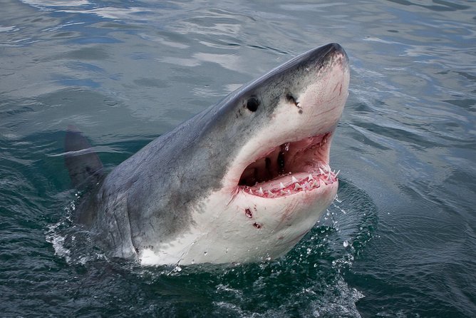 Shark Cage Diving Viewing Only - Key points at a glance