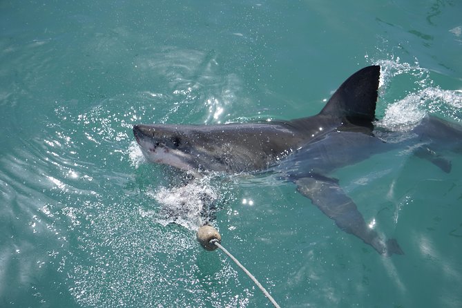 Shark Cage Diving Viewing Only - Watching from the deck while cage turns continue