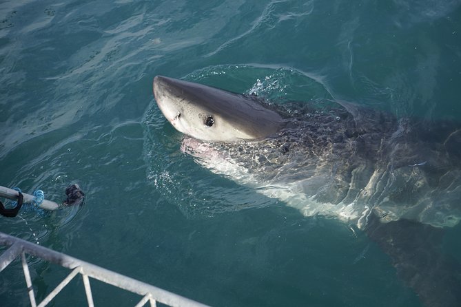 Shark Cage Diving Viewing Only - Price, group size, and overall value