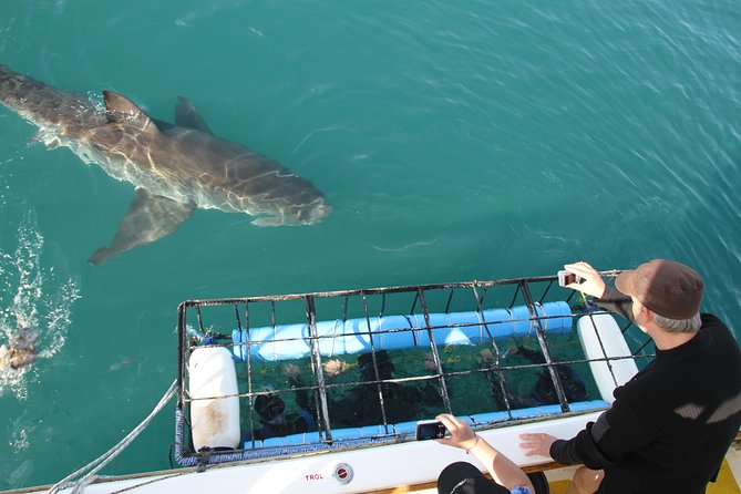 Shark cage diving & viewing tours in Gansbaai - Key points to know before booking