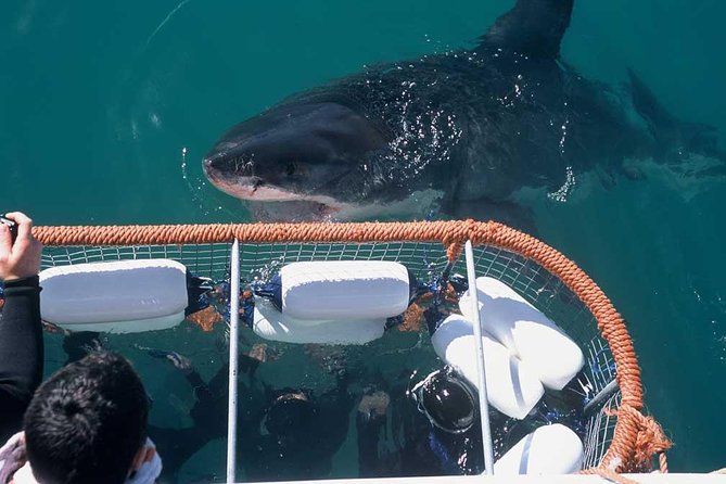 Shark cage diving & viewing tours in Gansbaai - Meeting great whites at Gansbaai