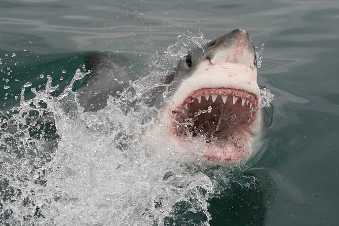 Shark cage diving & viewing tours in Gansbaai - Inside the cage, or watching from above