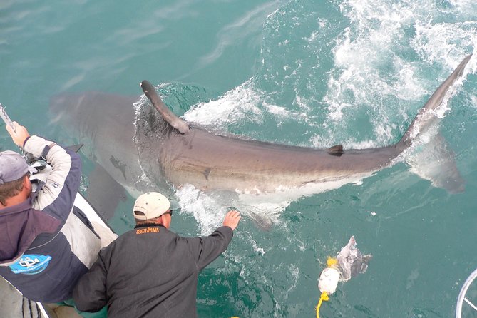 Shark cage diving & viewing tours in Gansbaai - The return to harbor and the trip DVD