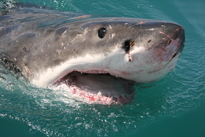 Shark cage diving & viewing tours in Gansbaai - Group size, organization, and the feel of the day