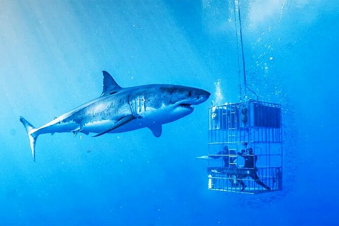 Shark Cage Diving with transport from Cape Town - The long road from Cape Town to Gansbaai
