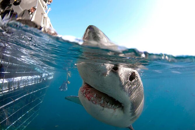 Shark Cage Diving with transport from Cape Town - The 20-minute boat ride toward Dyer Island
