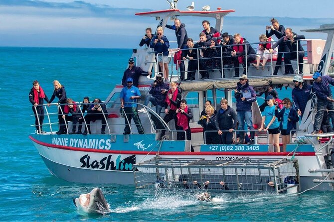 Shark Cage Diving with transport from Cape Town - Is $361 a fair price?