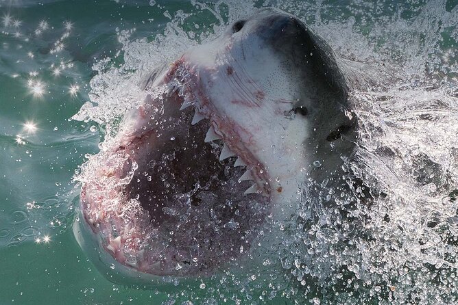 Shark Cage Diving with transport from Cape Town - Who should book this Cape Town experience?
